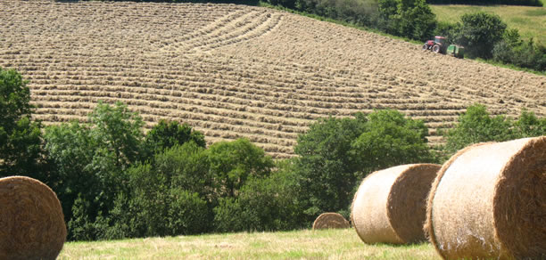 Livestock farm in Devon