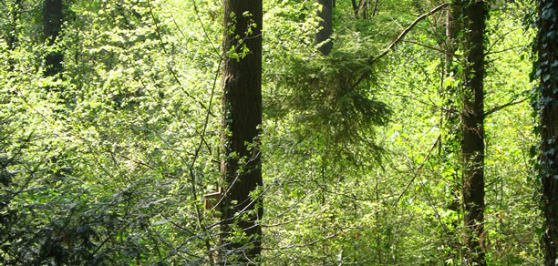 Devon Log Stores Workshop