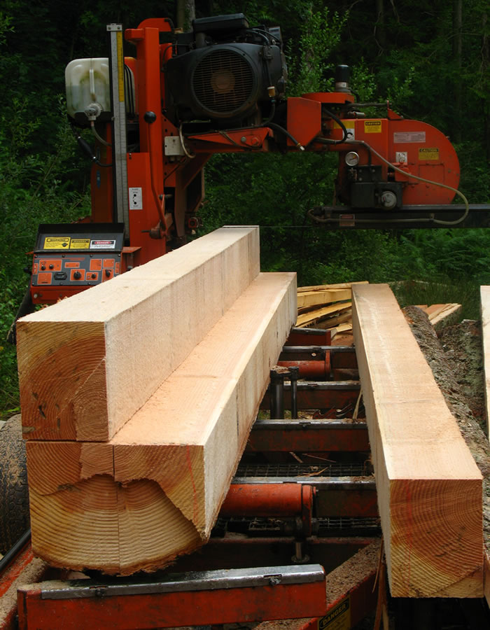 Woods 3